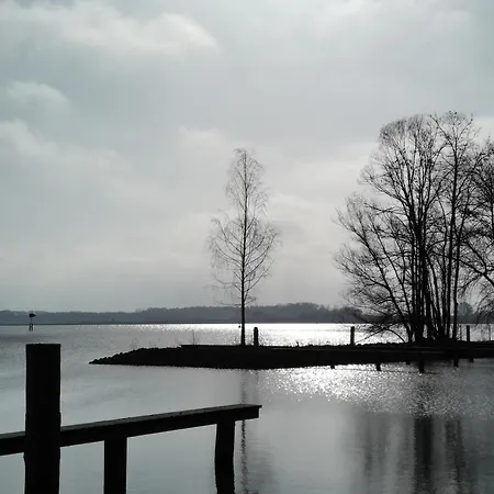 Seeadler Im Mueritz Seepark